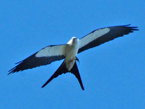 Swallow-tailed Kite (Elanoides forficatus)