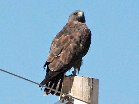 Swainson's Hawk (Buteo swainsoni)