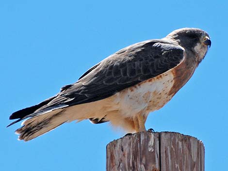 Swainson's Hawk (Buteo swainsoni)