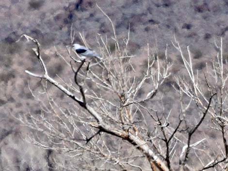 White-tailed Kite (Elanus leucurus)