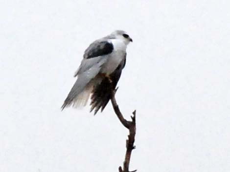 White-tailed Kite (Elanus leucurus)