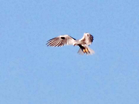 White-tailed Kite (Elanus leucurus)