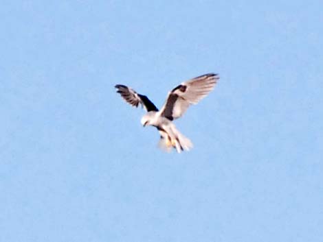 White-tailed Kite (Elanus leucurus)