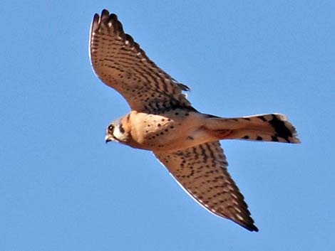 American Kestrel (Falco sparverius)