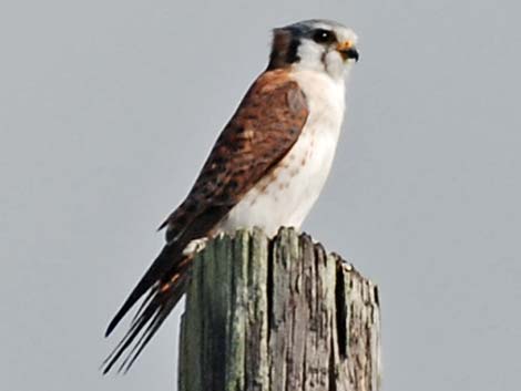 American Kestrel (Falco sparverius)