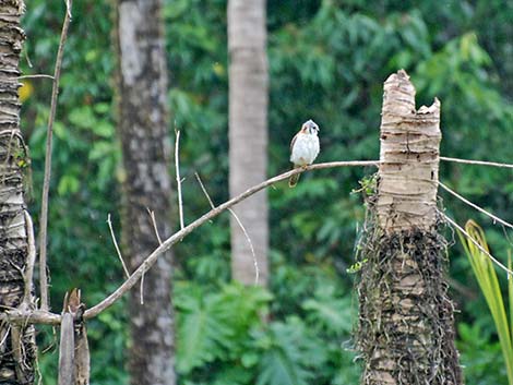 American Kestrel (Falco sparverius)