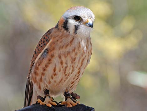 American Kestrel (Falco sparverius)