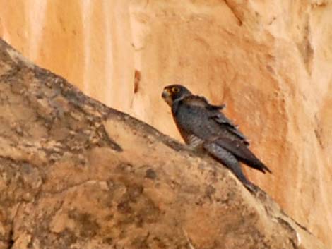 Peregrine Falcon (Falco peregrinus)