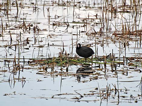 American Coot (Fulica americana)