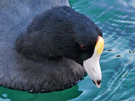 American Coot (Fulica americana)