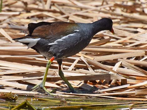 Common Gallinule (Gallinula galeata)