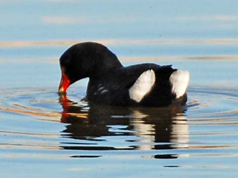 Common Gallinule (Gallinula galeata)