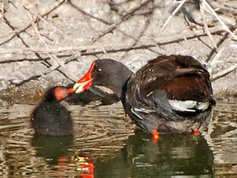 Common Gallinule (Gallinula galeata)