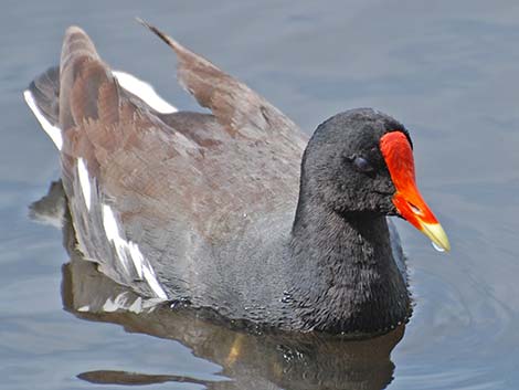 Common Gallinule (Gallinula galeata)