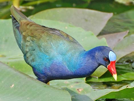 Purple Gallinule (Porphyrio martinicus)