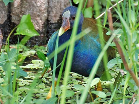 Purple Gallinule (Porphyrio martinicus)