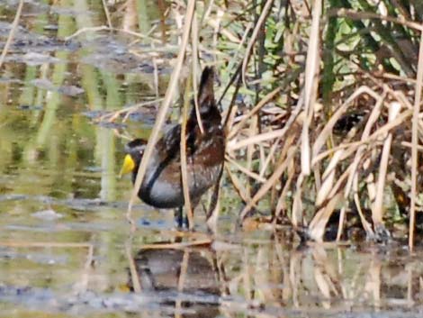 Sora (Porzana carolina)