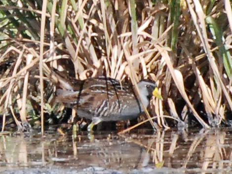 Sora (Porzana carolina)