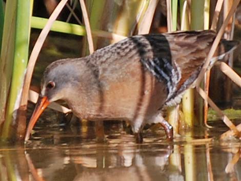 Virginia Rail (Rallus limicola)