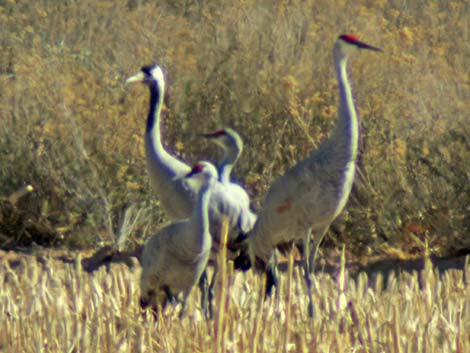 Common Crane (Grus grus)