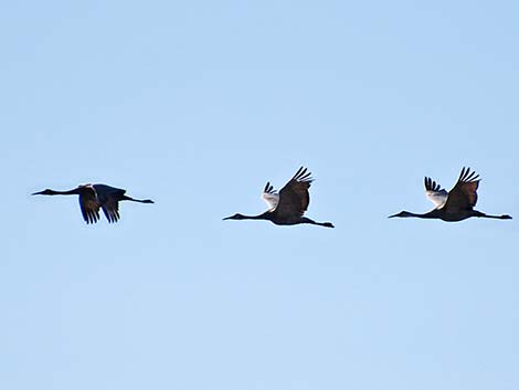 Sandhill Crane (Grus canadensis)