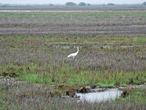 Whooping Crane (Grus americana)