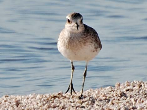 Black-bellied Plover (Pluvialis squatarola)