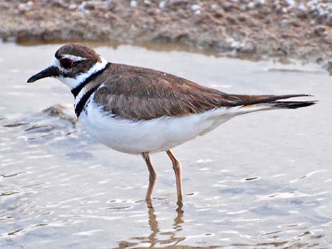 Killdeer (Charadrius vociferus)