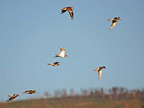 Killdeer (Charadrius vociferus)