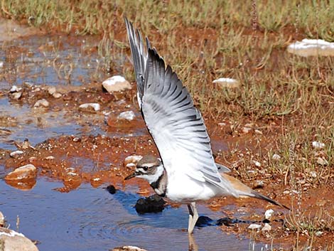 Killdeer (Charadrius vociferus)