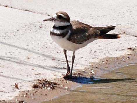 Killdeer (Charadrius vociferus)