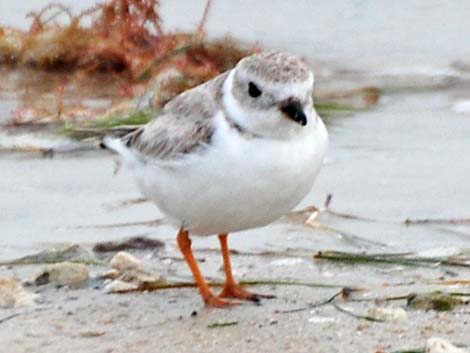 Piping Plover (Charadrius melodus)