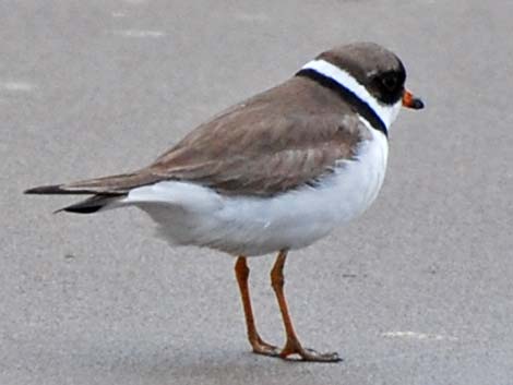 Semipalmated Plover (Charadrius semipalmatus)