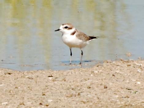 Snowy Plover (Charadrius nivosus)