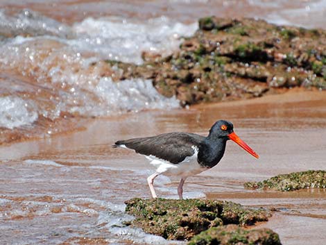 American Oystercatcher (Haematopus palliatus)