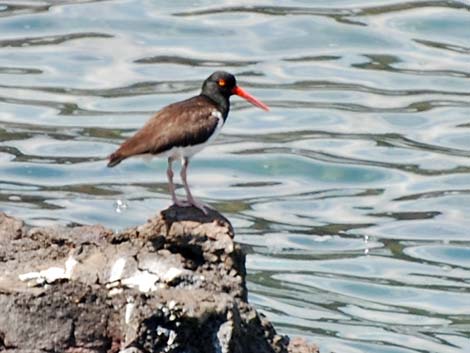 American Oystercatcher (Haematopus palliatus)