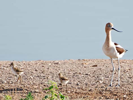 American Avocet (Recurvirostra americana)