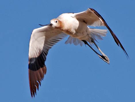 American Avocet (Recurvirostra americana)