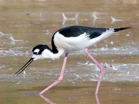 Black-necked Stilt (Himantopus mexicanus)