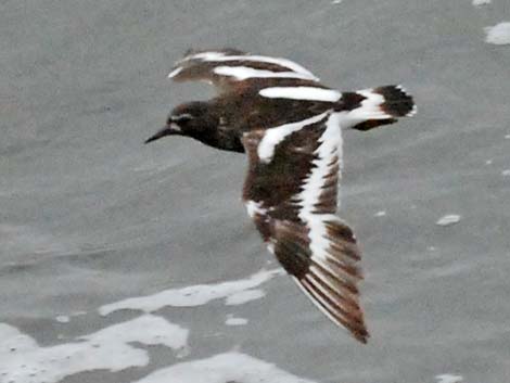 Black Turnstone (Arenaria melanocephala)