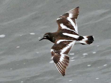 Black Turnstone (Arenaria melanocephala)