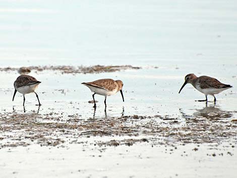 Dunlin (Calidris alpina)