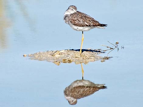 Greater Yellowlegs (Tringa melanoleuca)