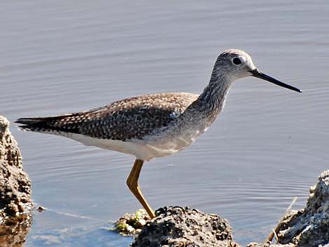 Greater Yellowlegs (Tringa melanoleuca)