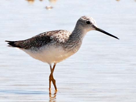 Greater Yellowlegs (Tringa melanoleuca)