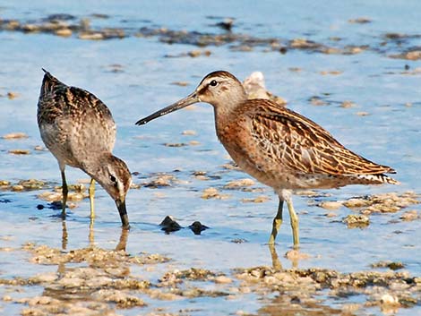 Long-billed Dowitcher (Limnodromus scolopaceus)