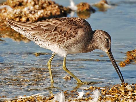 Long-billed Dowitcher (Limnodromus scolopaceus)