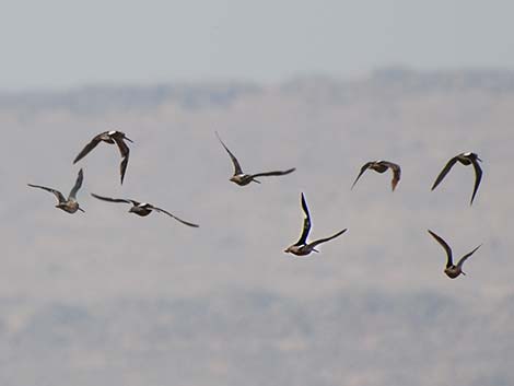 Long-billed Dowitcher (Limnodromus scolopaceus)