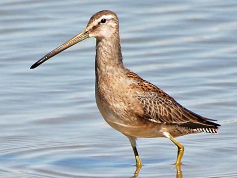 Long-billed Dowitcher (Limnodromus scolopaceus)