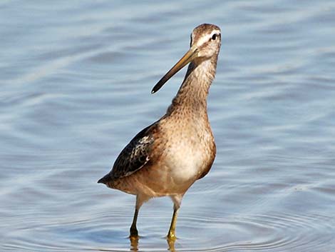 Long-billed Dowitcher (Limnodromus scolopaceus)